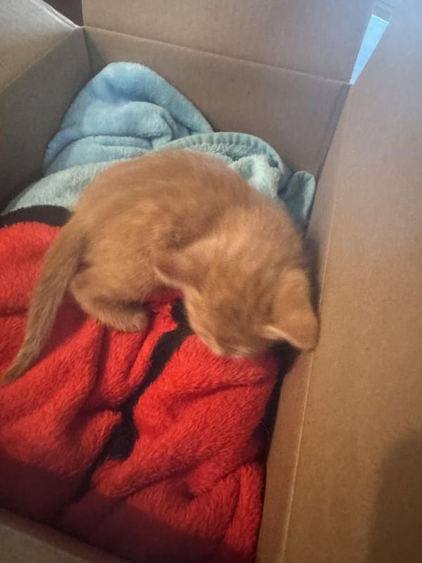 Found Dog in Mesa, Arizona — listing photo
