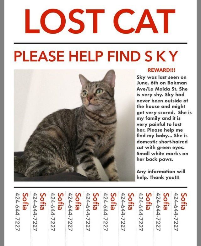 Lost Cat in North Hollywood — listing photo