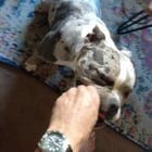 Lost Dog in Charlotte, North Carolina — listing photo