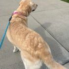 Lost Dog in Columbus, Ohio — listing photo