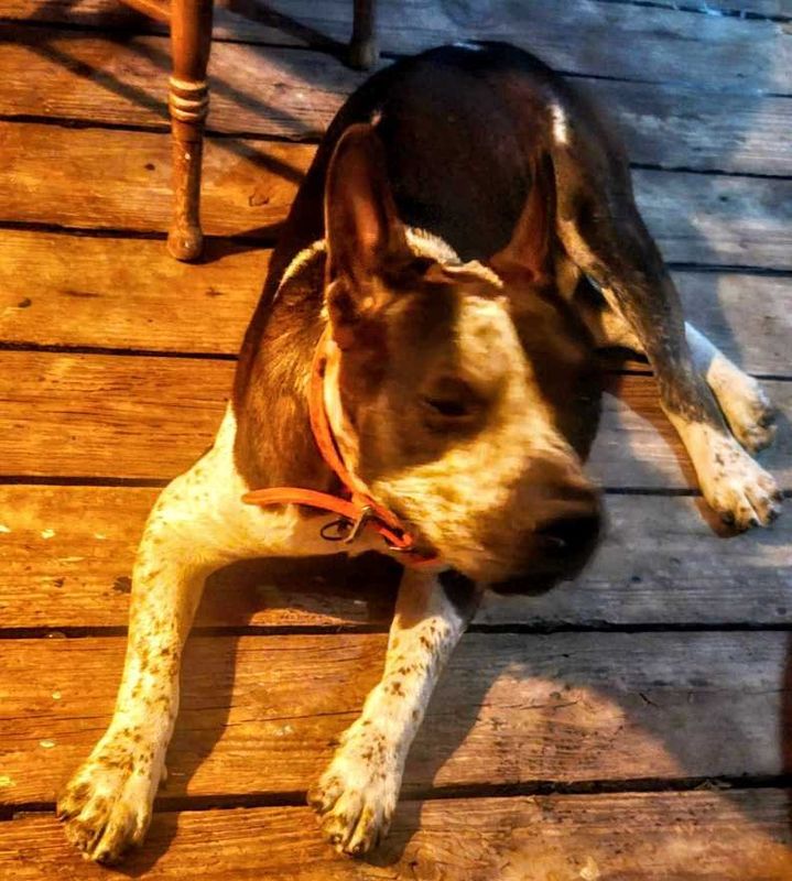 Found Dog in Elmendorf — listing photo