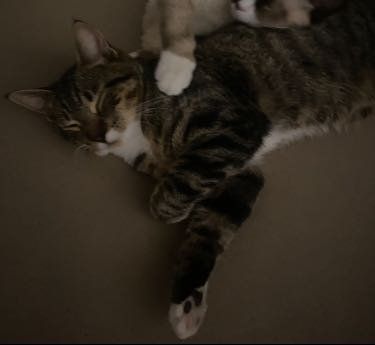 Lost Cat in Ridge Manor — listing photo