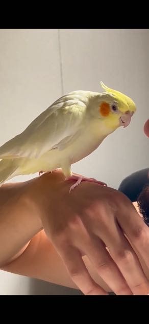 Lost Pet in Glendale, Arizona — listing photo