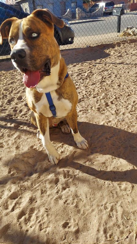 Lost Dog in El Paso, Texas — listing photo