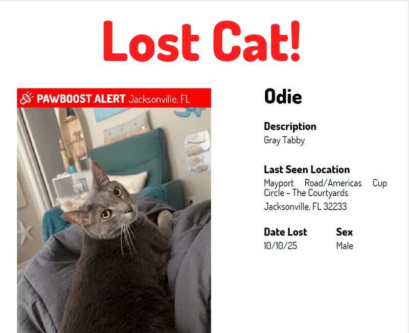 Lost Cat in Jacksonville, Florida — listing photo