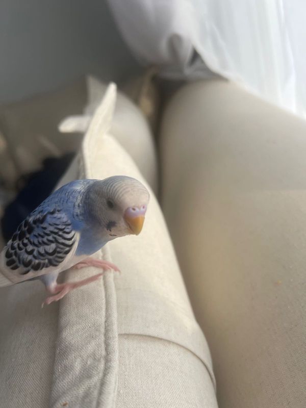 Lost Pet in Maple Park — listing photo