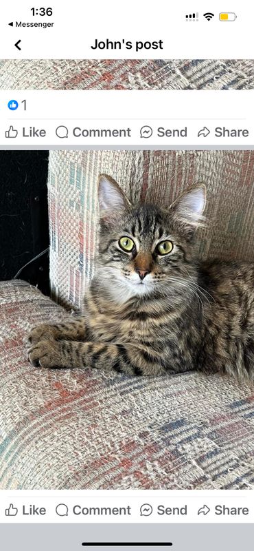 Lost Cat in Port Lavaca — listing photo