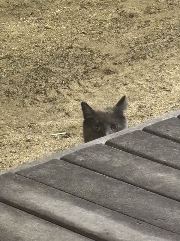 Lost Cat in Boston, Massachusetts — Anyone missing a gray(?) and white cat in Dorchester? Very chunky boy, but was meowing and…