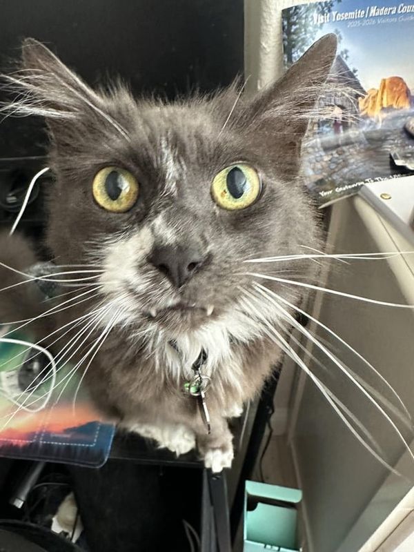 Lost Cat in Oak Park, Illinois — listing photo