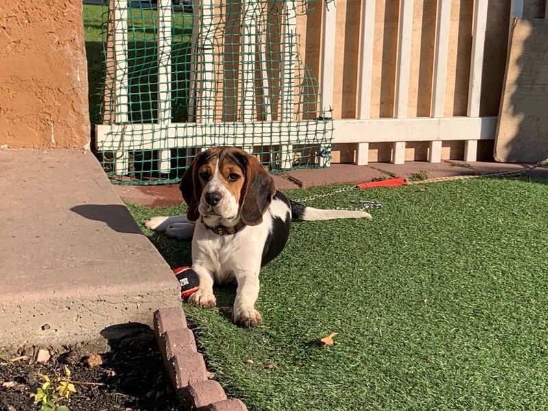 Lost Dog in Compton, California — listing photo