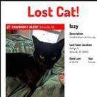Lost Cat in Asheville, North Carolina — listing photo