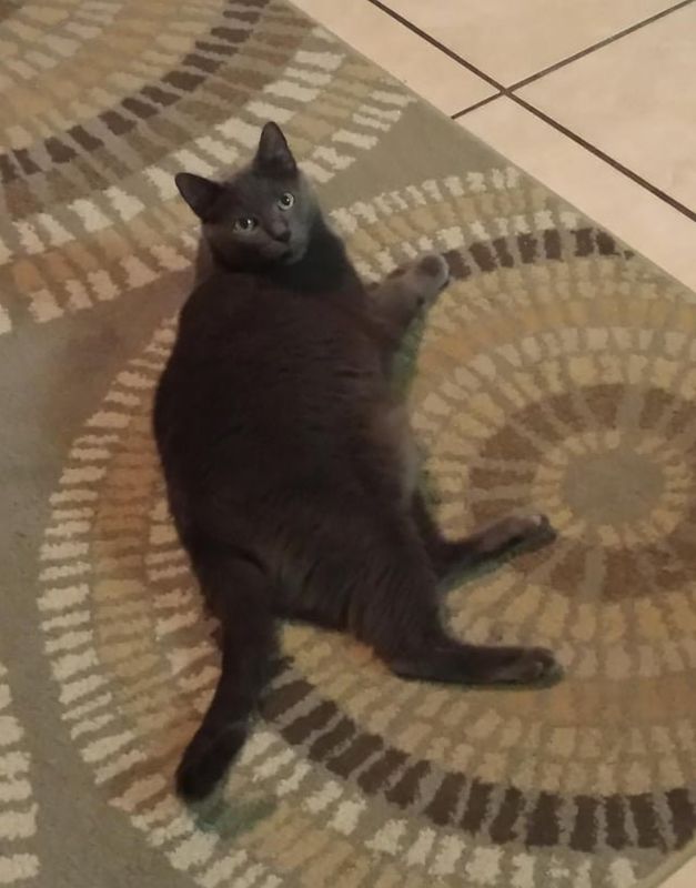 Lost Cat in Phoenix, Arizona — Please help! We lost our elderly cat, Sydney, last night around 7th St & Southern. She's a gray…