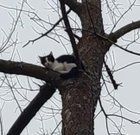 Found Dog in Des Moines, Iowa — I don't even like cats, but this poor cat seems stuck