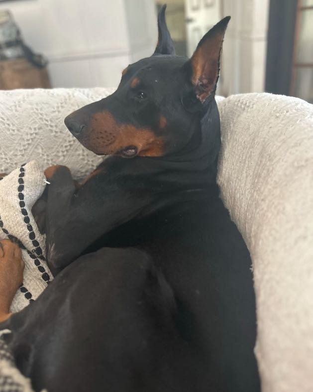Lost Dog in Okeechobee — listing photo