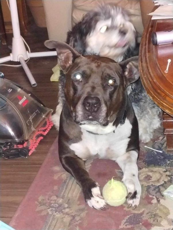 Lost Dog in Phoenix, Arizona — listing photo