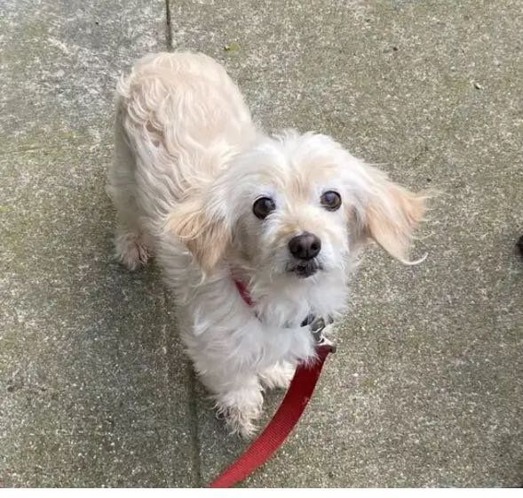 Lost Dog in San Francisco, California — listing photo