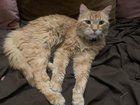 Lost Cat in Memphis, Tennessee — Cats missing from N McLean area. Any info appreciated.