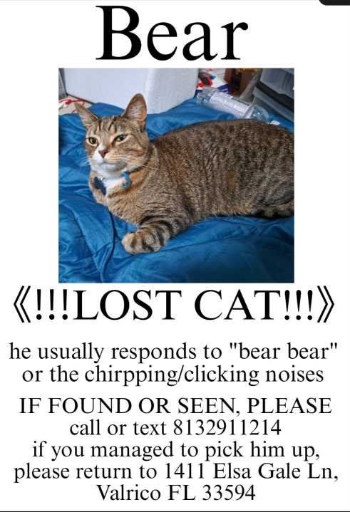 Lost Cat in Valrico — listing photo