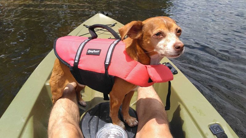 Lost Dog in Phoenix, Arizona — listing photo