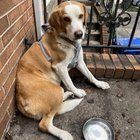 Lost Dog in Baltimore, Maryland — Does anyone recognize this lost pet?