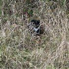 Lost Cat in Ann Arbor, Michigan — listing photo