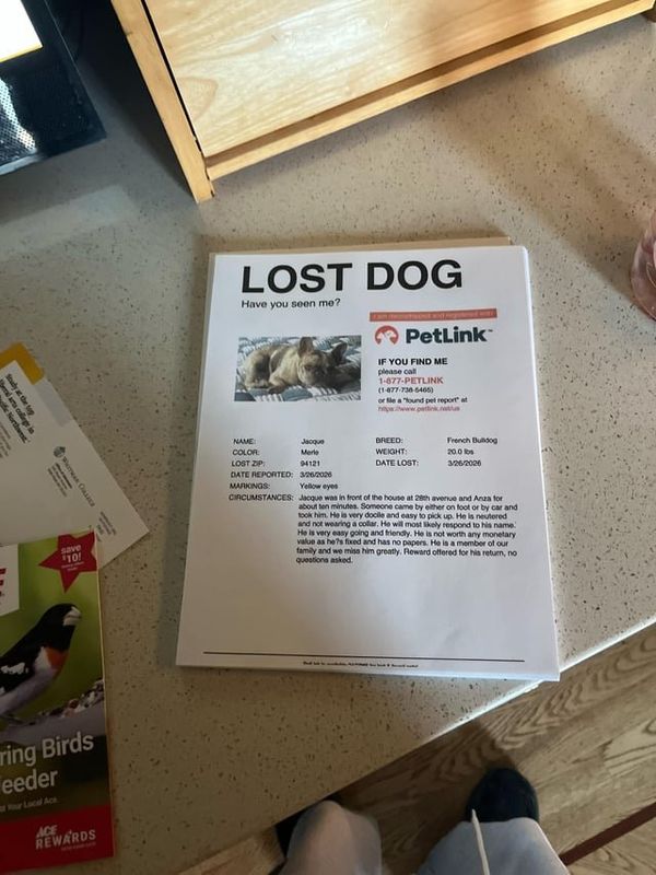Lost Dog in San Francisco, California — listing photo