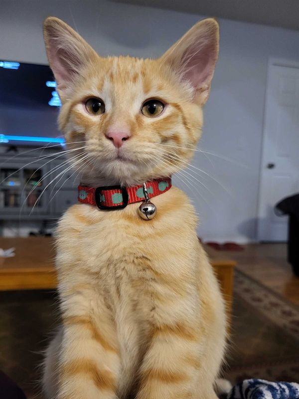 Lost Cat in Colorado Springs, Colorado — listing photo