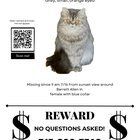 Lost Cat in El Paso, Texas — listing photo