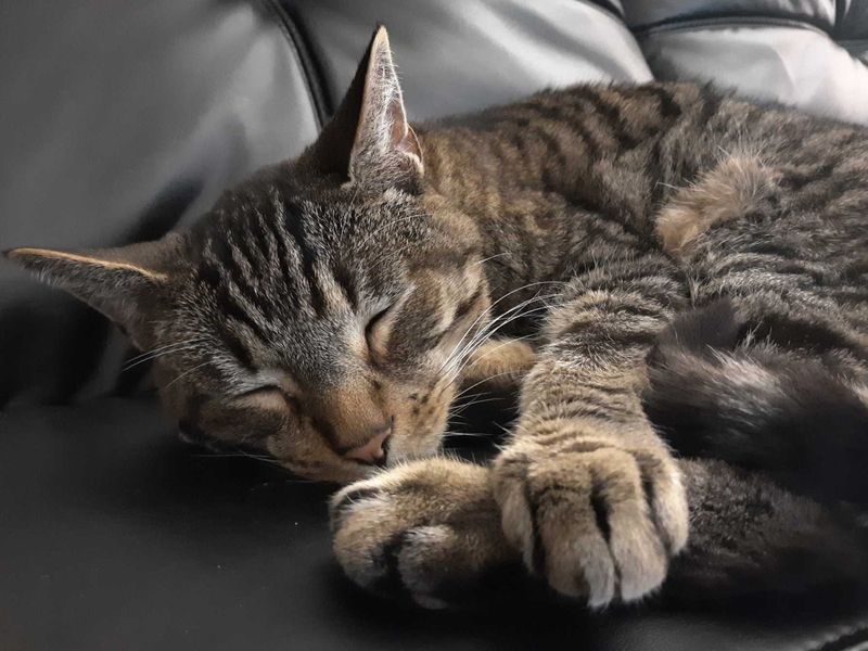 Lost Cat in La Mesa, California — listing photo