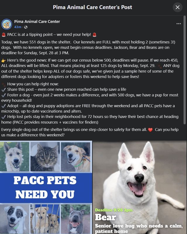 Lost Dog in Tucson, Arizona — PACC needs fosters this weekend!