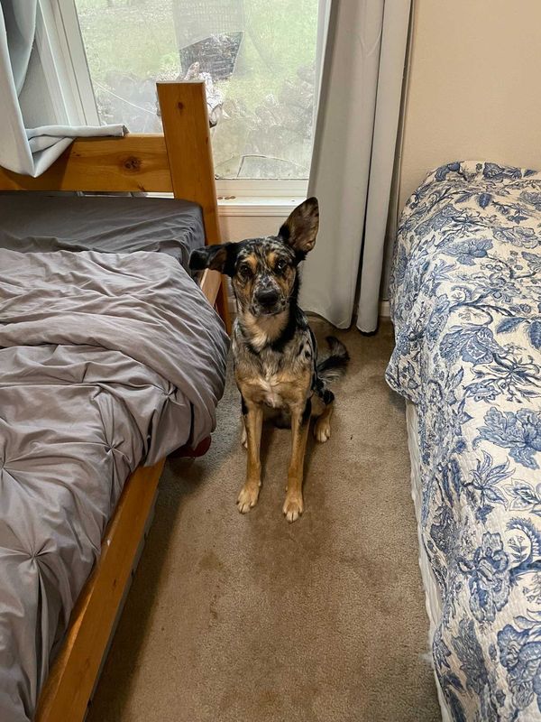 Lost Dog in Pipe Creek — listing photo