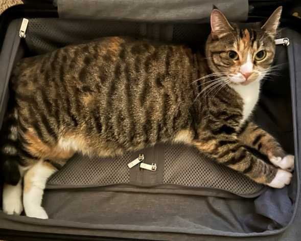 Lost Cat in Bellevue, Nebraska — listing photo