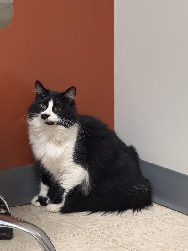 Lost Cat in Rescue — I introduce to you, Sushi.