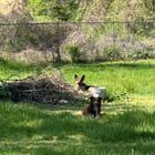 Lost Dog in Columbus, Ohio — Bonded pups looking for help
