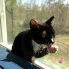 Found Dog in Jacksonville, Florida — listing photo