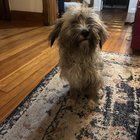 Lost Dog in Washington, District of Columbia — listing photo