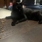 Lost Cat in K — listing photo