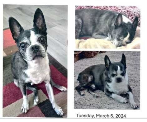 Lost Dog in Surprise, Arizona — listing photo