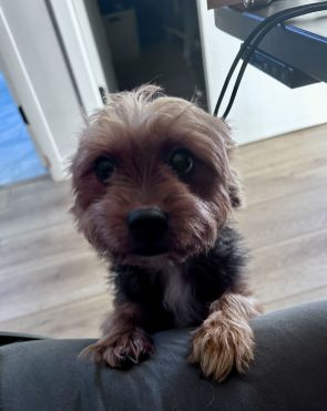 Lost Dog in Oakland, California — listing photo