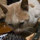 Found Cat in Milwaukee, Wisconsin — listing photo