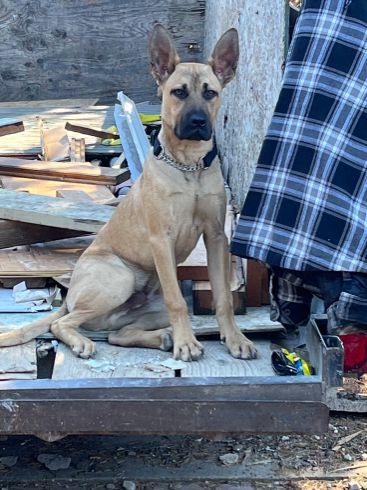 Lost Dog in San Jose, California — listing photo