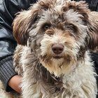 Found Dog in Wichita, Kansas — listing photo
