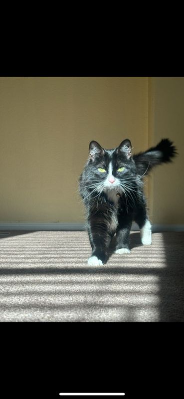 Lost Cat in Laveen Village — listing photo
