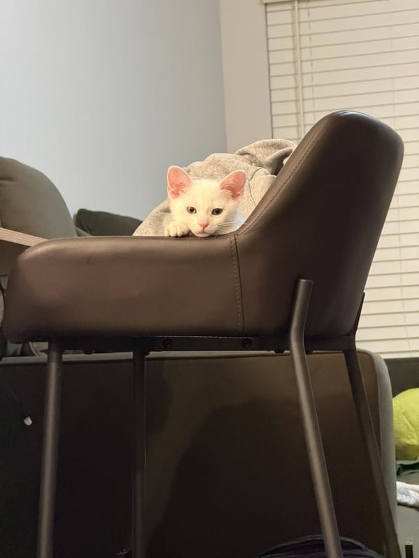 Lost Cat in Fort Worth, Texas — listing photo