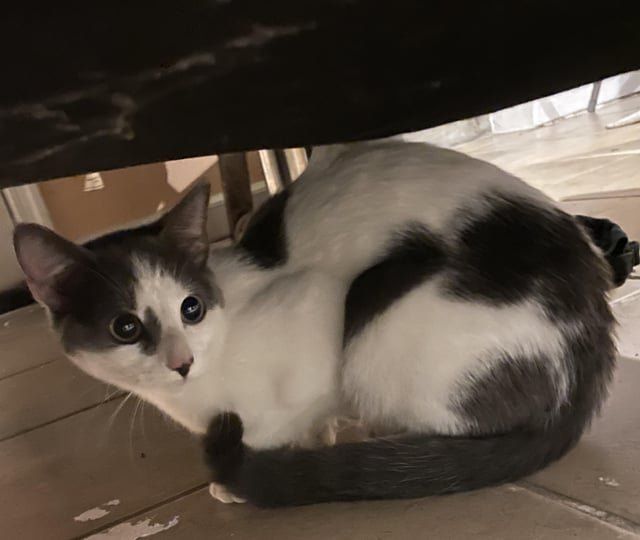Found Cat in Washington, District of Columbia — Maybe there is hope to find my cat?
