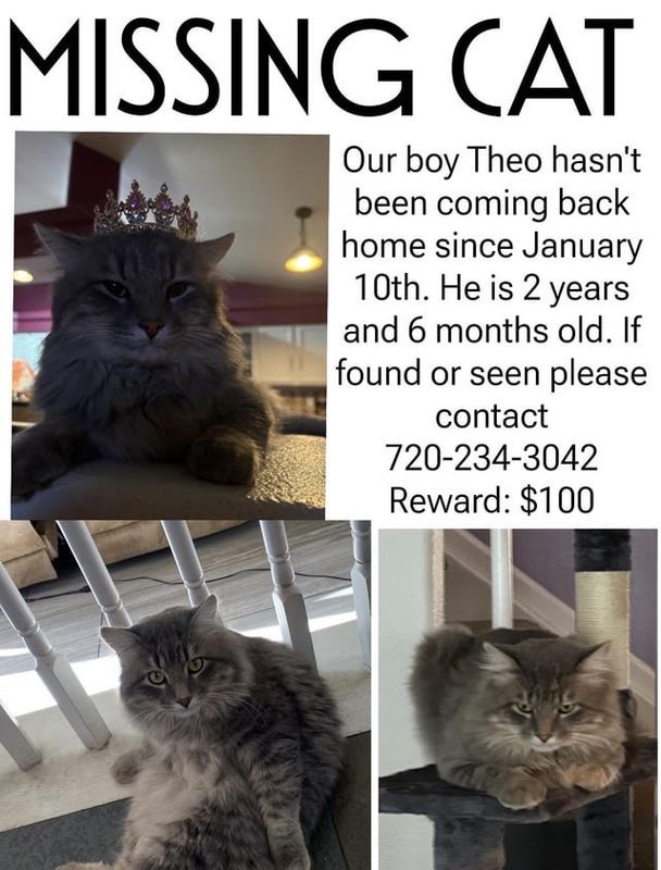 Lost Cat in Denver, Colorado — listing photo