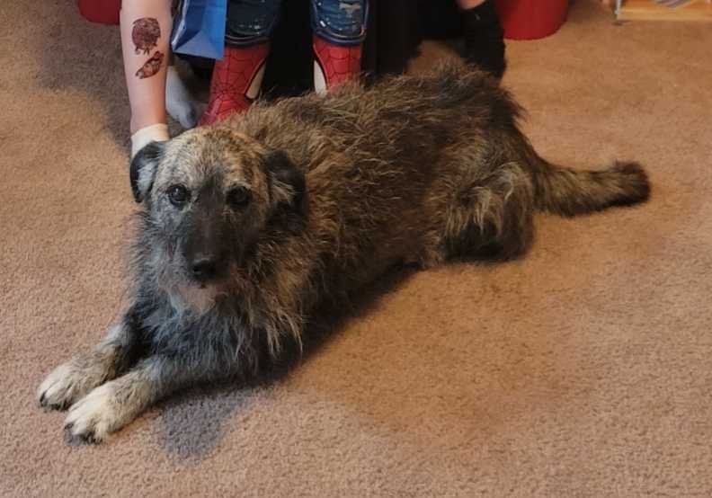 Lost Dog in Sun City — listing photo