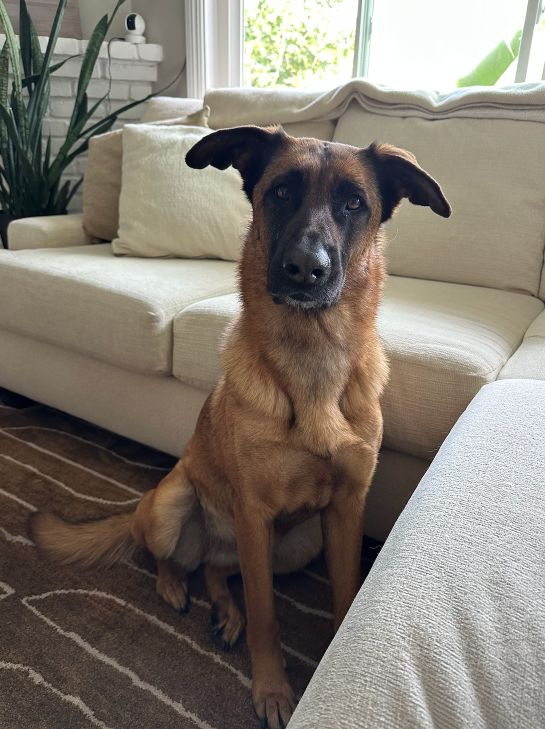 Lost Dog in Costa Mesa, California — listing photo