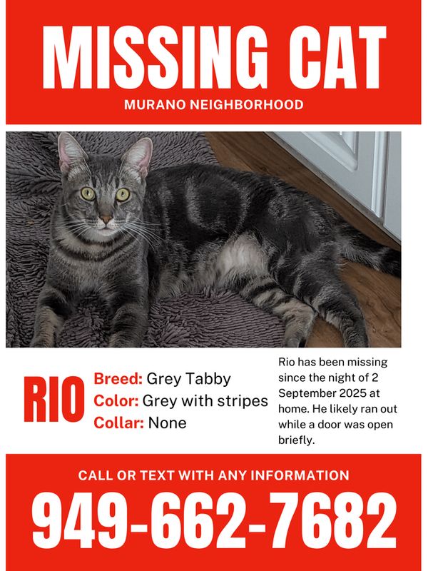 Lost Cat in Irvine, California — listing photo