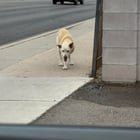Lost Dog in Albuquerque, New Mexico — listing photo
